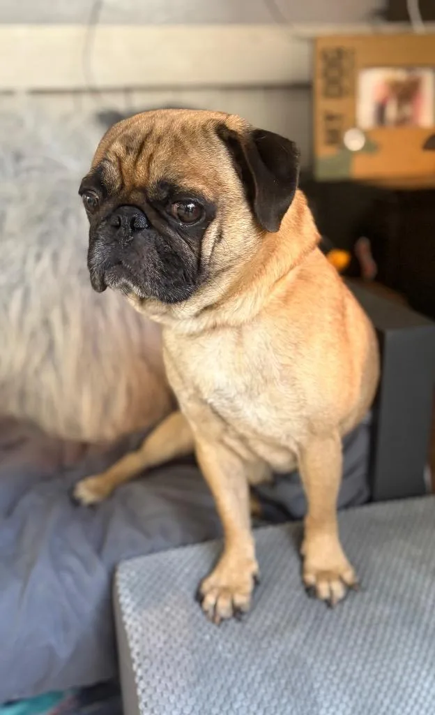 A young small-sized male Pug dog named Dawg for adoption in Fort Worth, TX