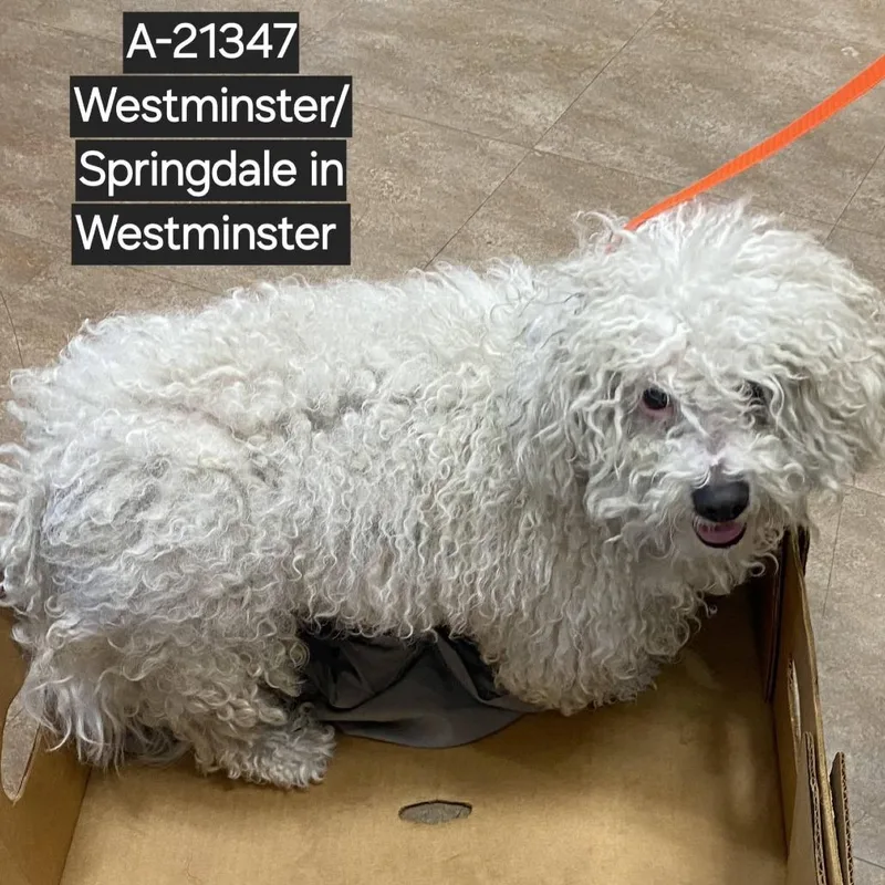 A senior small-sized male White / Cream Poodle dog named Wagsstray for adoption in Westminster, CA