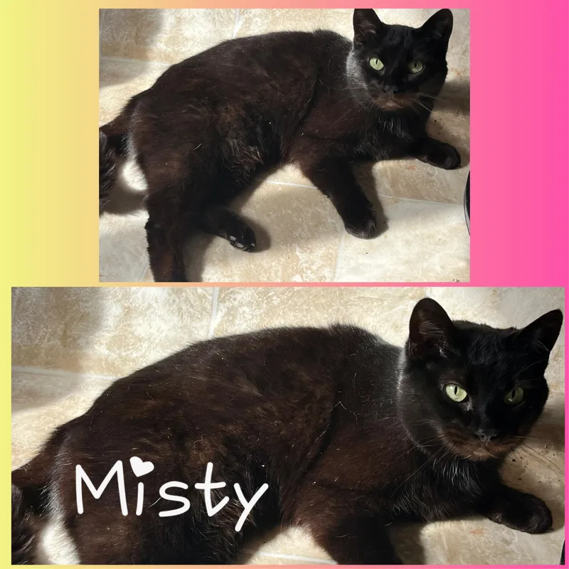 An adult medium-sized female Black Domestic Short Hair cat named Misty for adoption in Winchester, VA