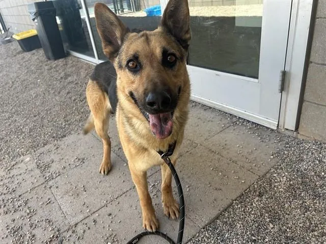 An adult medium-sized male German Shepherd Dog dog named Bango for adoption in Mesa, AZ