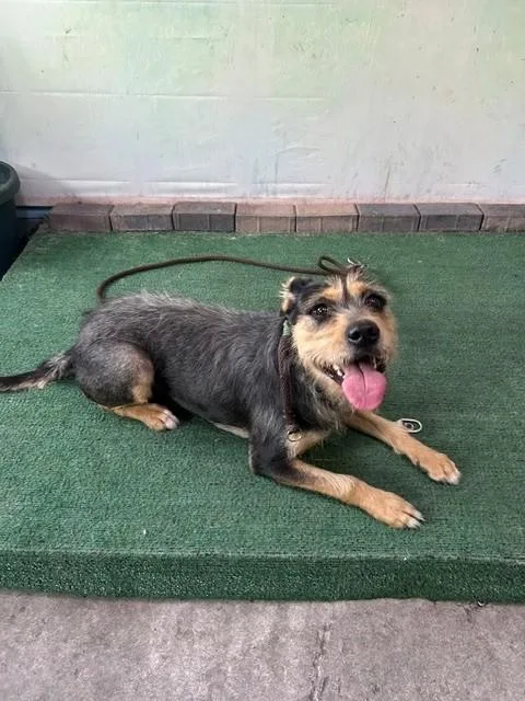 A young medium-sized female Terrier dog named Terry for adoption in Baldwin Park, CA