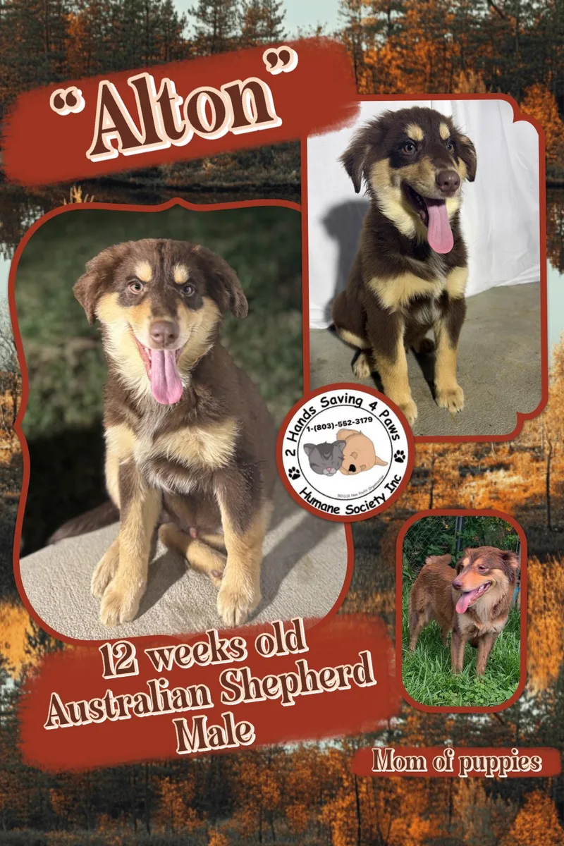 A baby medium-sized male Australian Shepherd dog named Alton for adoption in Thomson , GA