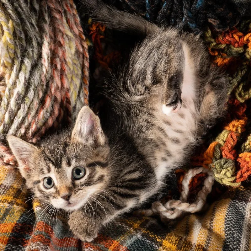 A baby small-sized female Black Domestic Short Hair cat named Tips for adoption in Durango, CO