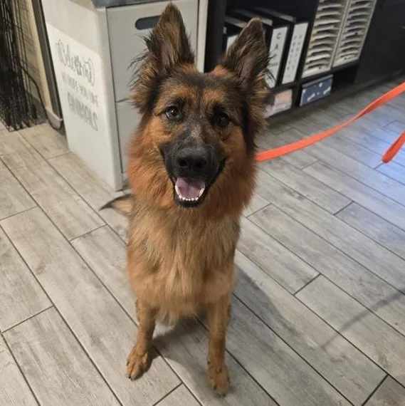 An adult medium-sized female Bicolor German Shepherd Dog dog named Christine for adoption in Prince Frederick, MD