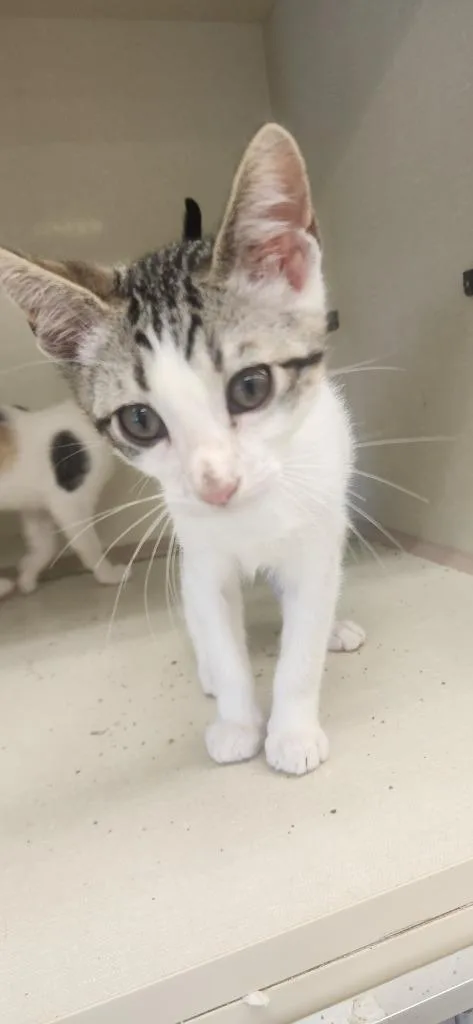 A baby medium-sized male Domestic Short Hair cat named Chuck for adoption in Tampa, FL