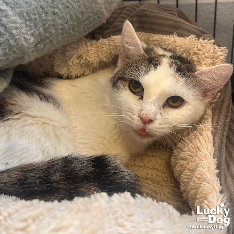 A young medium-sized female Domestic Short Hair cat named Limerick for adoption in Washington, DC