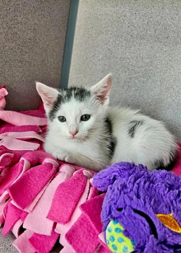 A baby small-sized male Domestic Short Hair cat named Snipes for adoption in Skillman, NJ