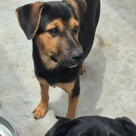 A young small-sized male Black Shepherd dog named Jimmy Chew for adoption in Dover, AR