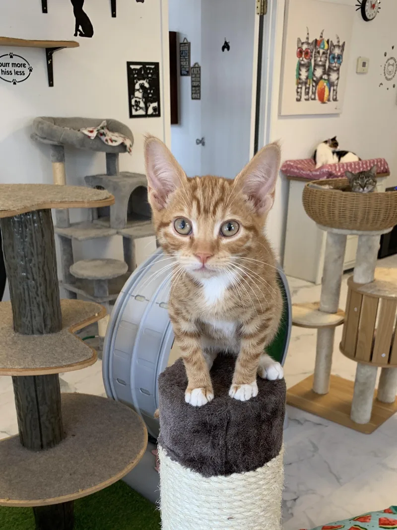 A young medium-sized male Orange & White Domestic Short Hair cat named Pinto for adoption in Saint Charles, MO