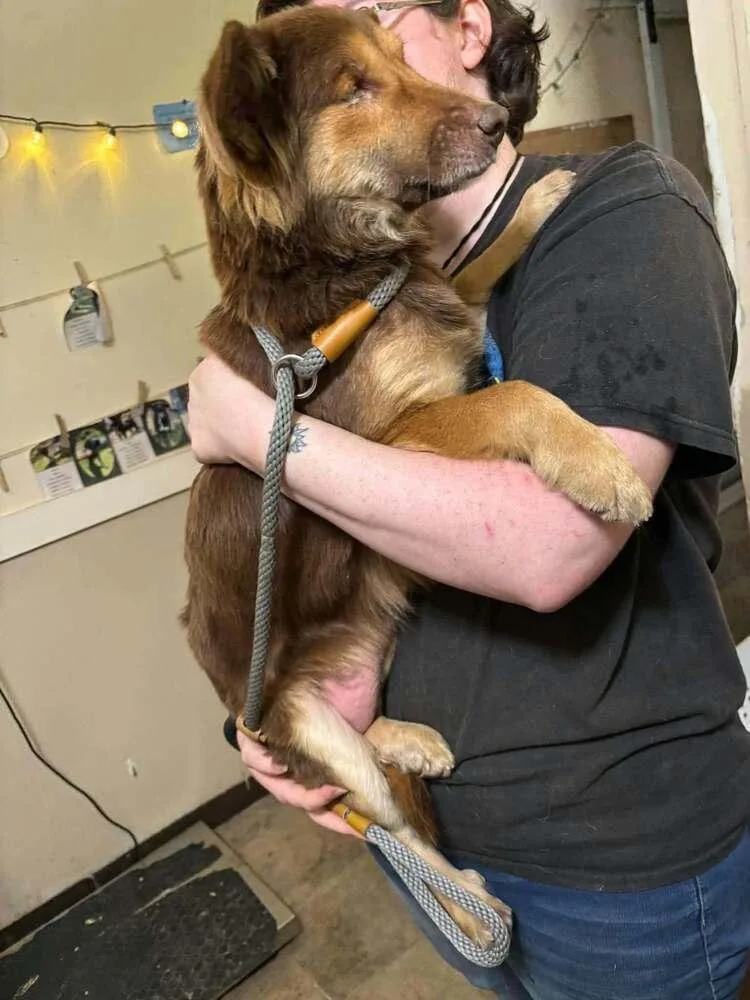 A baby medium-sized female Shetland Sheepdog / Sheltie dog named Voyager : Kes for adoption in Aurora, IN