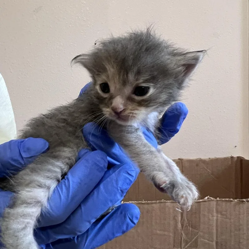 A baby small-sized female Gray / Blue / Silver Domestic Medium Hair cat named Poult for adoption in Branford, CT