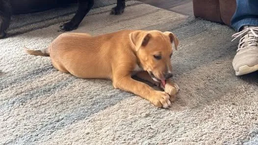 A baby small-sized male Brown / Chocolate Labrador Retriever dog named Vienna for adoption in Colorado Springs, CO