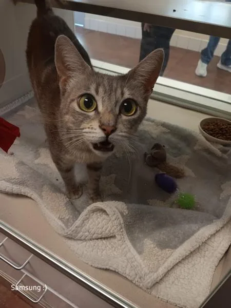 A young large-sized female Domestic Short Hair cat named Misty for adoption in Monterey, CA