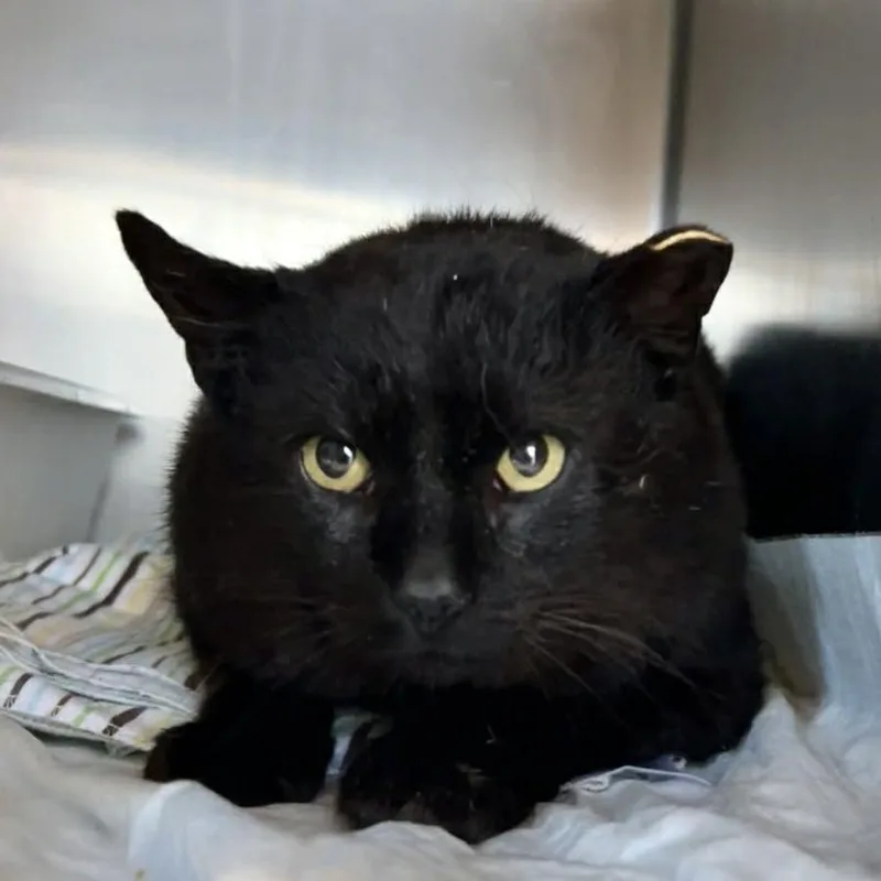 An adult medium-sized male Black Domestic Short Hair cat named Judge for adoption in Manheim, PA