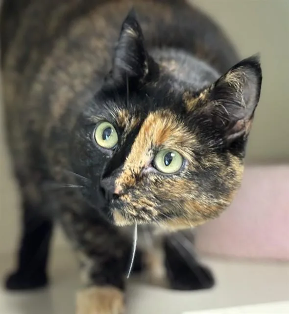 Gertrude