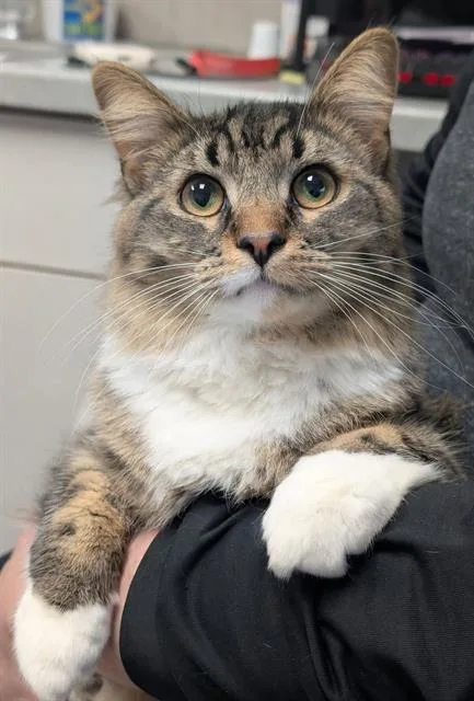 A young medium-sized male Domestic Long Hair cat named Toby for adoption in Canfield, OH