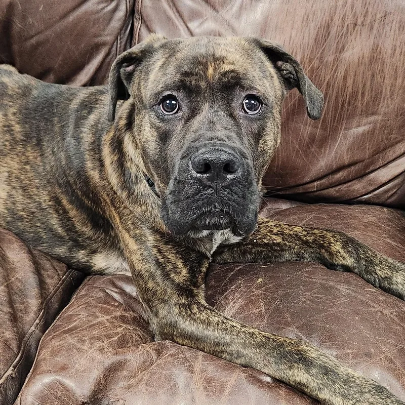An adult extra large-sized male Mixed Breed dog named Beef for adoption in Marshfield, WI
