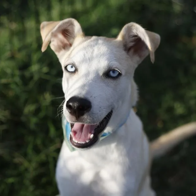 A young medium-sized male Shepherd dog named Richard for adoption in San Antonio, TX