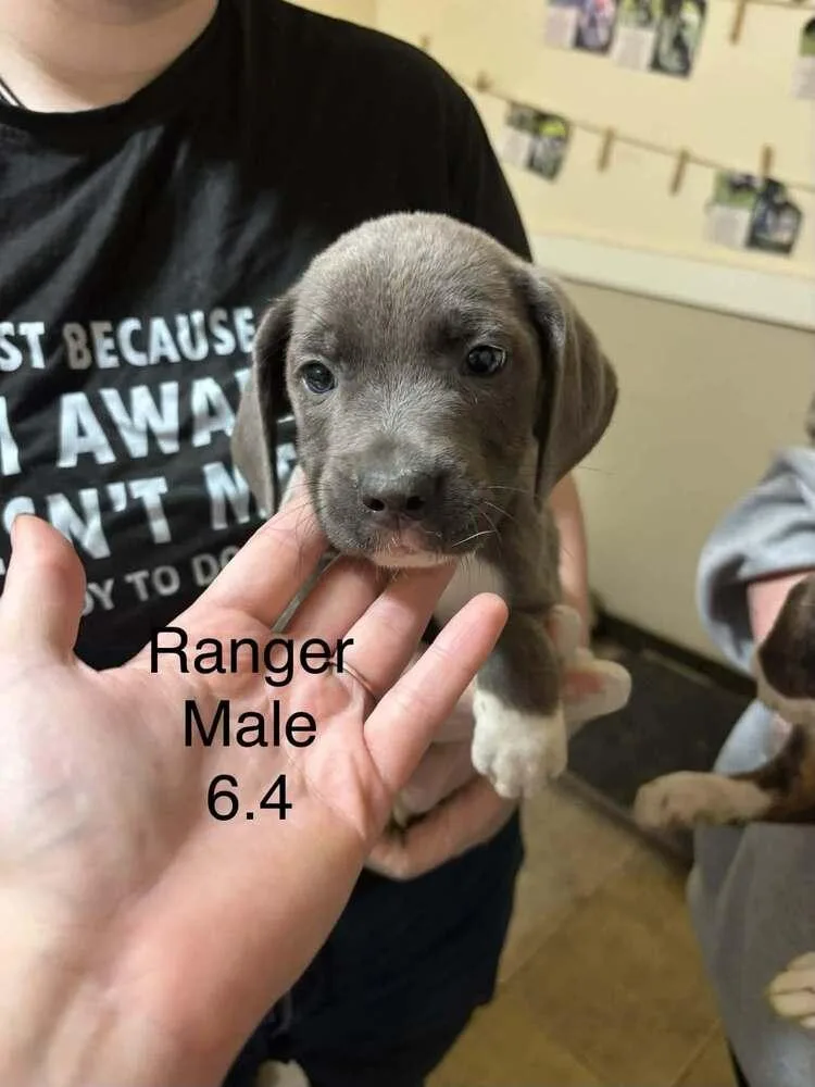 A baby medium-sized male Boxer dog named Johnson Rs : Ranger for adoption in Aurora, IN