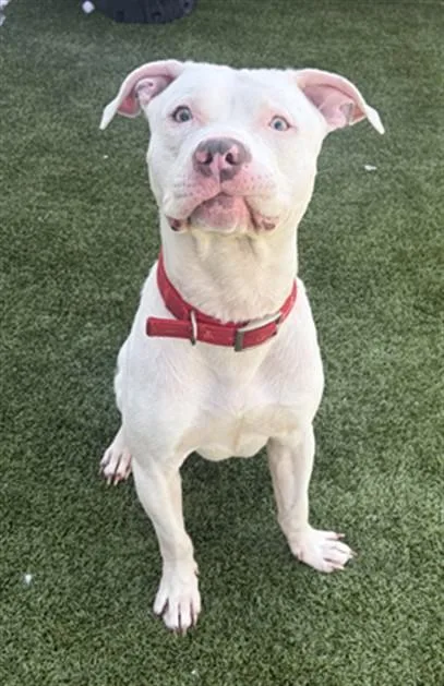 An adult large-sized male Pit Bull Terrier dog named Telescope for adoption in Toledo, OH