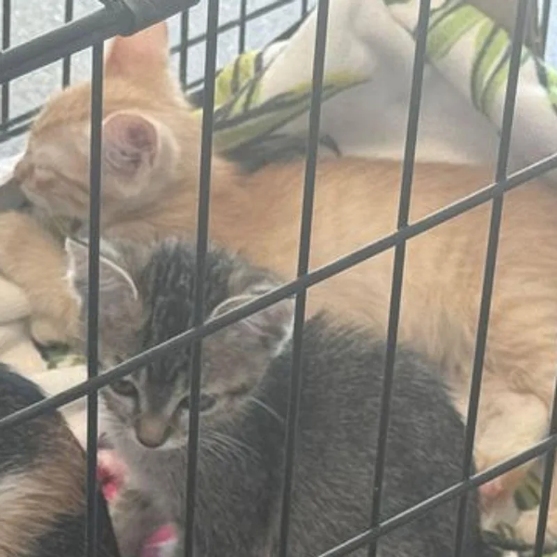 A young small-sized male Orange / Red Domestic Short Hair cat named Sarafina for adoption in Kingman, AZ