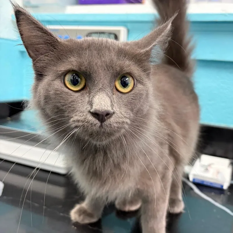 A young medium-sized female Gray / Blue / Silver Domestic Short Hair cat named Mama Rose for adoption in Philadelphia, PA