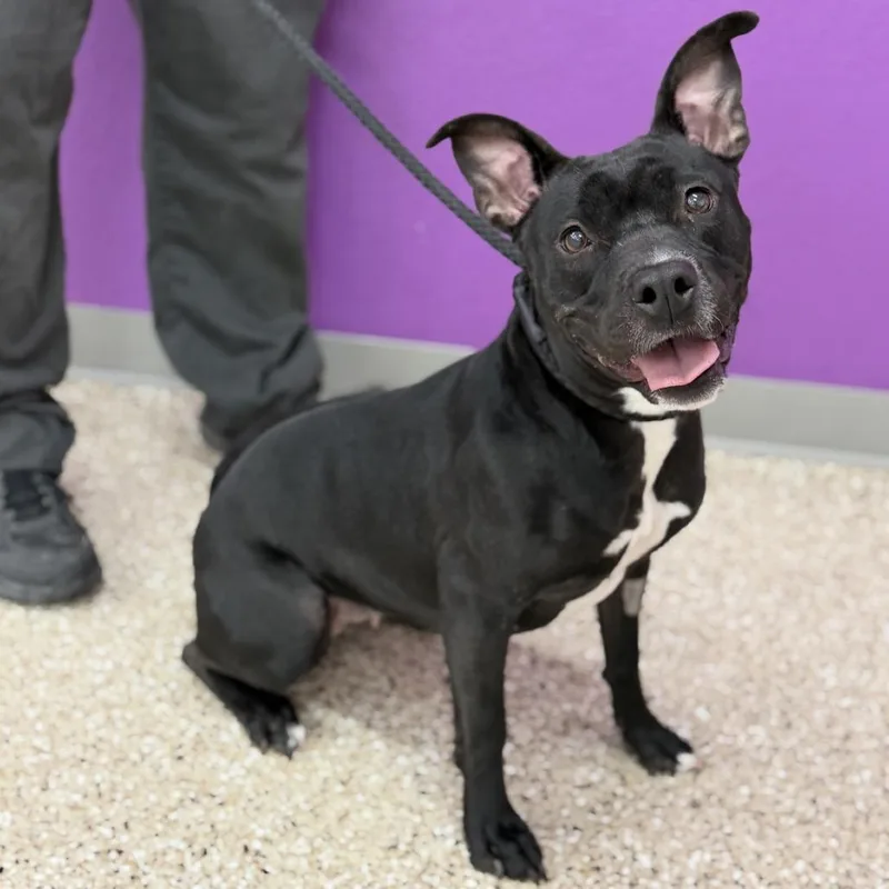 An adult medium-sized female American Staffordshire Terrier dog named Bunnie for adoption in Bullhead City, AZ