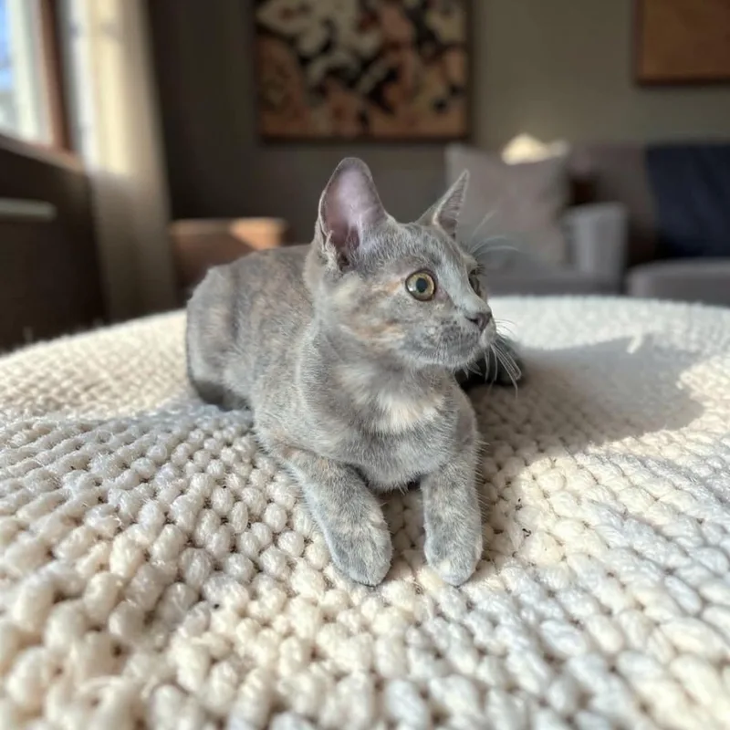 A baby medium-sized female Dilute Tortoiseshell Domestic Short Hair cat named Carnita for adoption in Fort Worth, TX