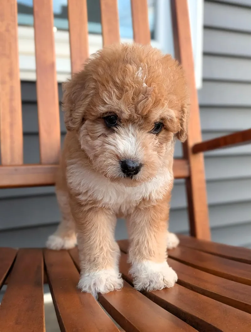 A baby large-sized female Apricot / Beige Sheepadoodle dog named Bellini for adoption in Spring hill, TN