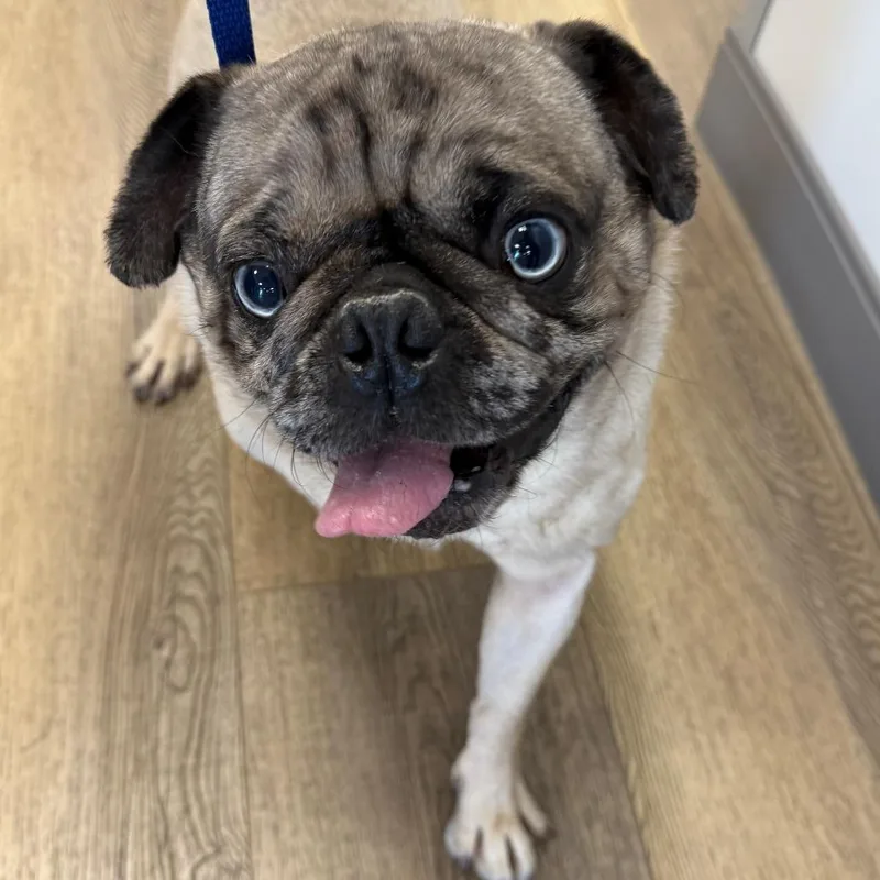 An adult small-sized male Yellow / Tan / Blond / Fawn Pug dog named Rupert for adoption in West Chester, PA
