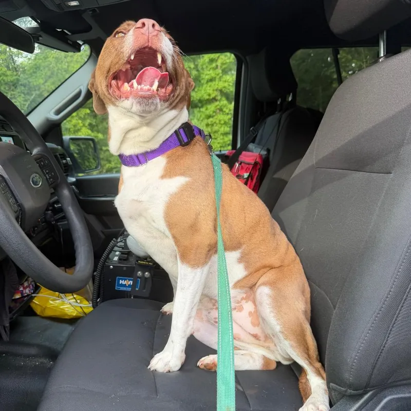Roo
