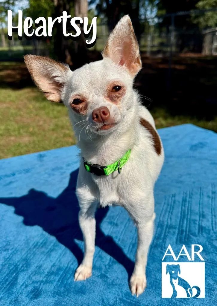 A young small-sized female Chihuahua dog named Heartsy for adoption in Magnolia, TX