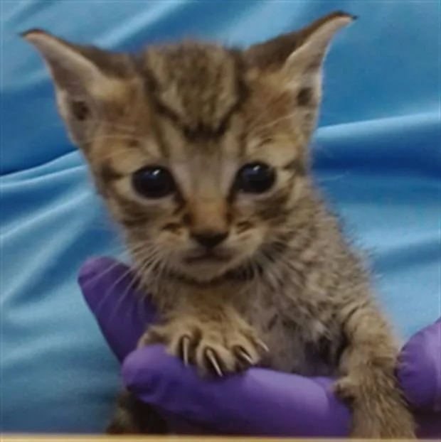 A baby small-sized female Domestic Short Hair cat named Celia for adoption in Miami, FL