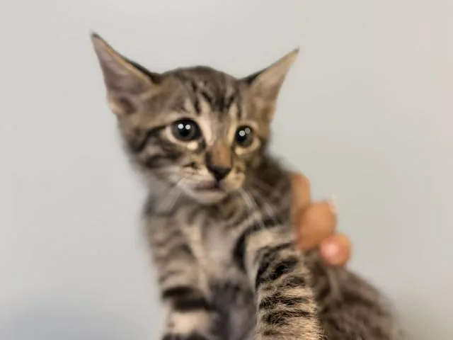 A baby small-sized male Domestic Short Hair cat named Nugget for adoption in Miami, FL