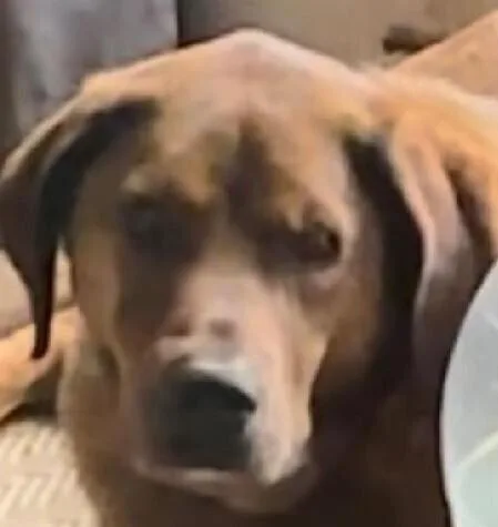 A senior large-sized male Labrador Retriever dog named Kronk for adoption in Dallas, TX