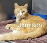 An adult medium-sized male Orange & White Domestic Short Hair cat named Jamison for adoption in Moline, IL