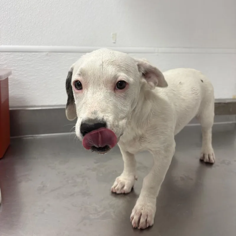 A baby small-sized female White / Cream Pit Bull Terrier dog named Autumn for adoption in Henderson, NV