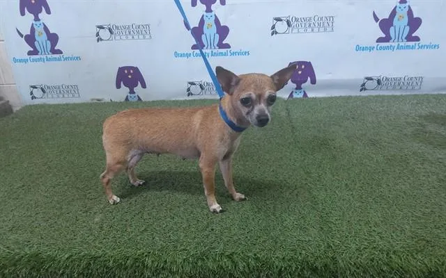 Peanut
