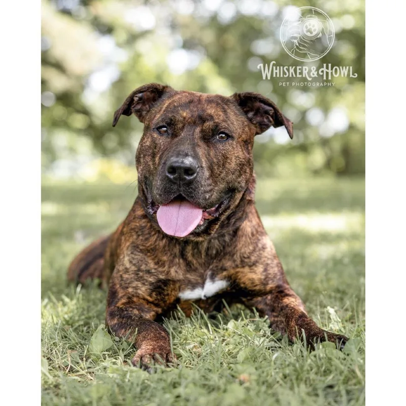 An adult large-sized female Brindle Mixed Breed dog named Dora the Explorer for adoption in Pittsburgh, PA