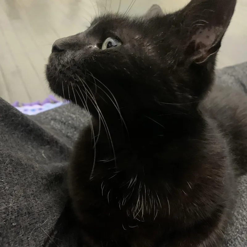 A senior medium-sized female Black Domestic Short Hair cat named Claudia for adoption in Rochester, NY