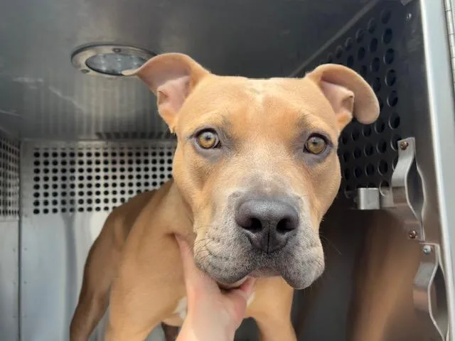 A young large-sized male Pit Bull Terrier dog named Nugget for adoption in Mesa, AZ