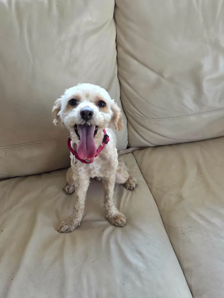 An adult small-sized female Cocker Spaniel dog named Cuddles for adoption in Liverpool, NY