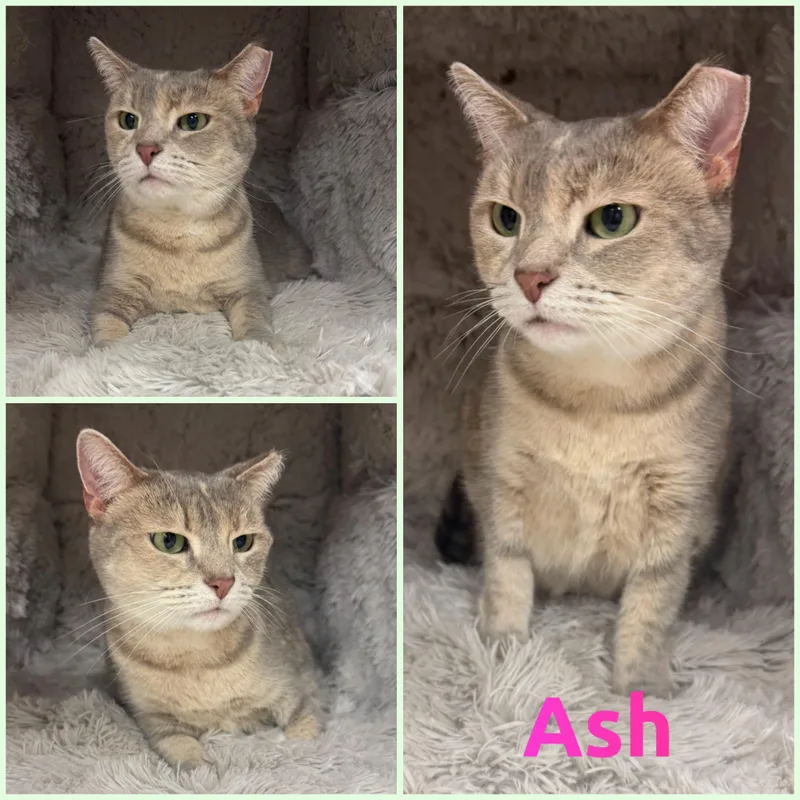 An adult medium-sized female Tortoiseshell Domestic Short Hair cat named Ash for adoption in Louisville, KY