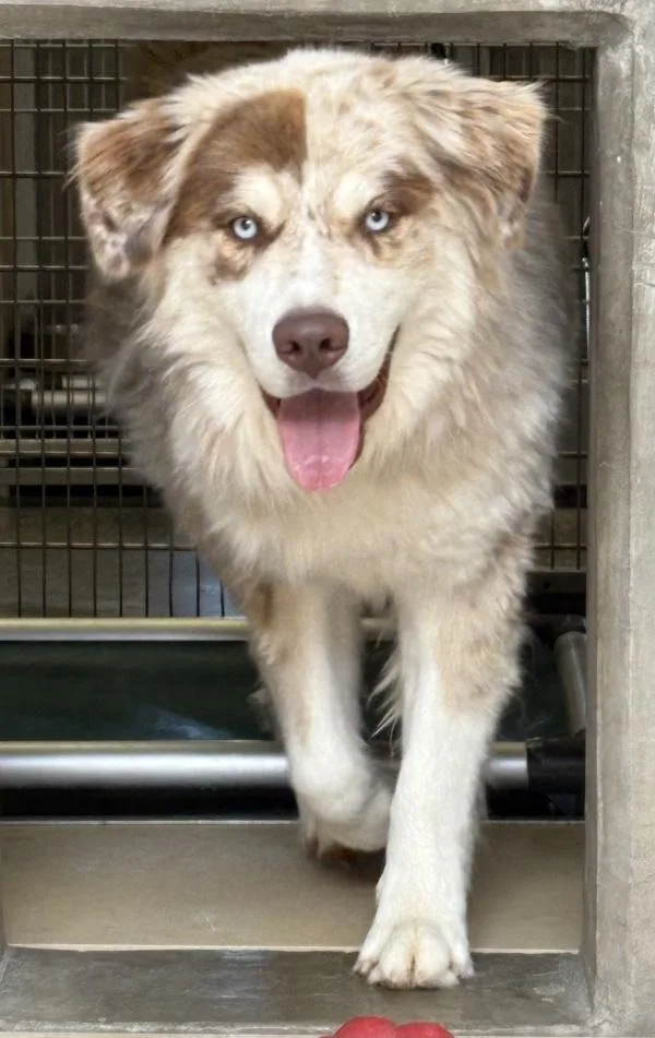 A young large-sized male Great Pyrenees dog named Angus for adoption in Rio Rancho, NM