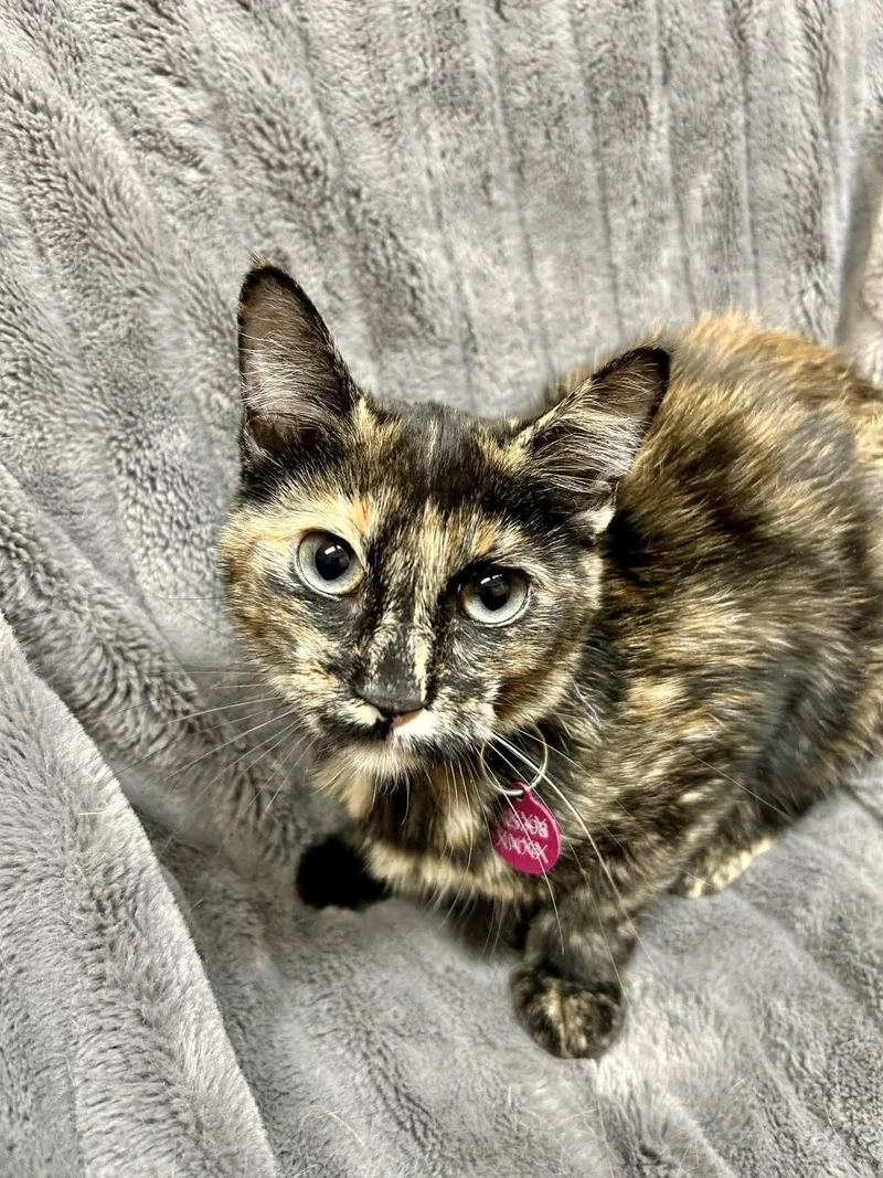 A baby medium-sized female Tortoiseshell Domestic Short Hair cat named Rumi for adoption in Alexandria, MN