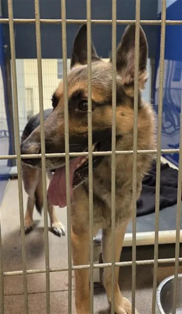 An adult large-sized male German Shepherd Dog dog named Jaeger for adoption in Phoenix, AZ