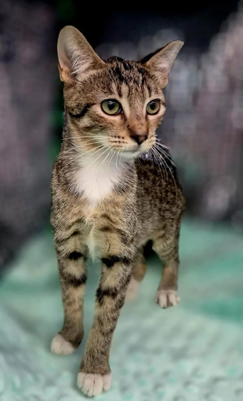 A baby medium-sized female Tabby (Brown / Chocolate) Domestic Short Hair cat named Thelma for adoption in Ocean Springs, MS