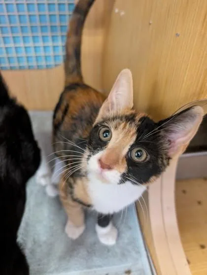 A baby small-sized female Domestic Short Hair cat named Boots for adoption in Honolulu, HI