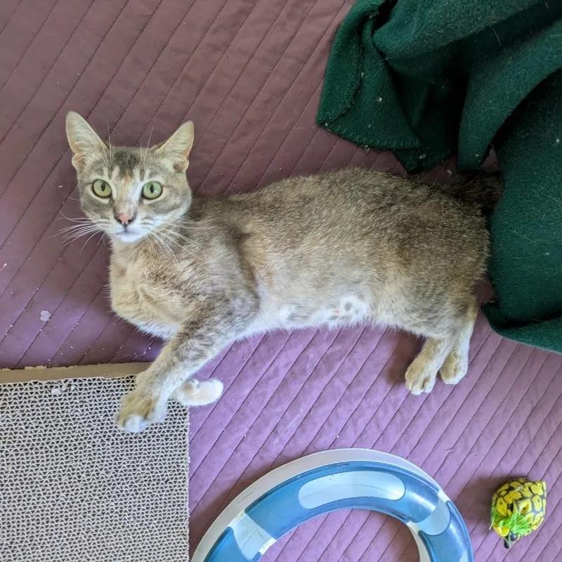 An adult small-sized female Torbie Domestic Short Hair cat named Pudding for adoption in Sunnyvale, CA