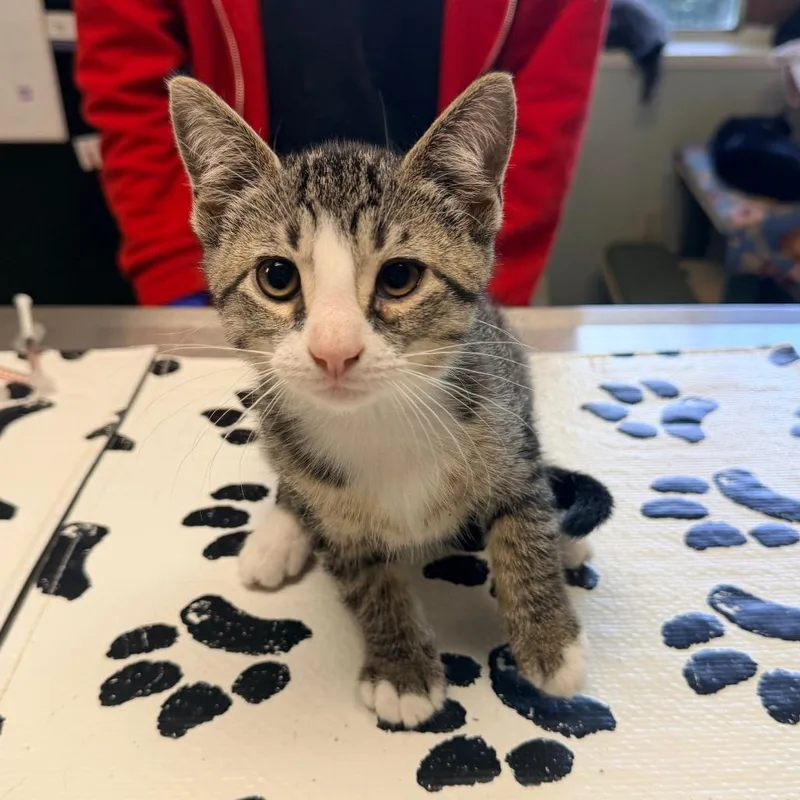 A baby small-sized female Brown / Chocolate Domestic Short Hair cat named Possum for adoption in Mount Juliet, TN